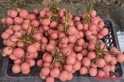 Quả dâu da rừng mang đậm hương vị núi rừng