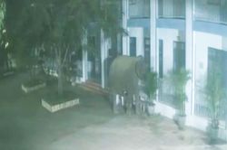 Voi rừng phá tường rào, xông vào trường học ở Sơn La