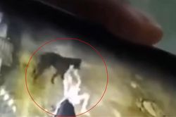 Truy tìm con chó 20kg lao vào tấn công bé trai 6 tuổi ở Đồng Nai
