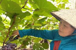 IFAD tiếp tục rót vốn cho phát triển nông thôn tại Việt Nam