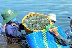 Li&ecirc;n kết doanh nghiệp hỗ trợ sinh kế bền vững cho người nu&ocirc;i t&ocirc;m An Giang