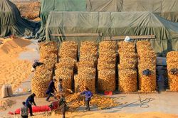 Trung Quốc công bố kế hoạch 5 năm bảo đảm an ninh lương thực và chấn hưng nông thôn