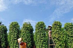 Hồ ti&ecirc;u giữ đ&agrave; tăng trưởng