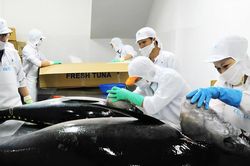 Sức &eacute;p đối với c&aacute; ngừ xuất khẩu