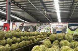 Xuất khẩu nông sản tăng tốc trong tháng 7, củng cố đà tăng trưởng cả năm