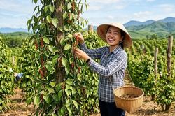 Giá hồ tiêu hôm nay 3.8.2026: Đi ngang, cao nhất 141.000 đồng/kg