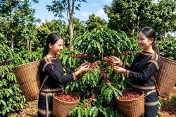 Giá cà phê hôm nay 3.8.2026 đi ngang, cao nhất 97.000 đồng/kg