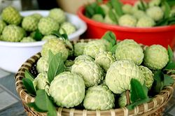 Ngọt lành mùa na chín dưới chân Tam Đảo