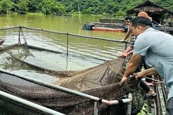 Nghệ An: Cá trên sông Lam tiếp tục chết bất thường