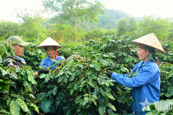 Nông nghiệp Điện Biên: Sức bật từ khoa học, công nghệ