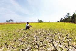 Xâm nhập mặn có thể lấn sâu tại Đồng bằng sông Cửu Long do tác động của El Nino