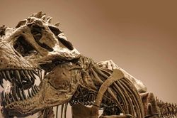 Vết xước bí ẩn trên xương khủng long hé lộ sự thật về T. rex