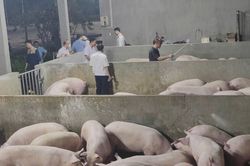 Phát hiện heo sử dụng chất cấm Salbutamol tại Đồng Nai: Nghi vấn đưa heo từ nơi khác về các điểm tập kết để 'thúc' tăng trọng