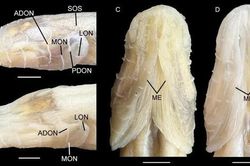 Phát hiện loài 'cá ác quỷ' kỳ dị
