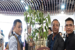 C&acirc;y s&acirc;m Ngọc Linh 35 năm tuổi được đấu gi&aacute; 725 triệu đồng