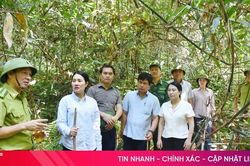 Vượt kh&oacute;, giữ m&agrave;u xanh cho những c&aacute;nh rừng