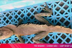 Hà Tĩnh: Công dân giao nộp cá thể động vật có lớp da đổi màu theo môi trường