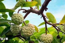 Ngọt ngào mùa na chín Bồ Lý dưới chân dãy Tam Đảo
