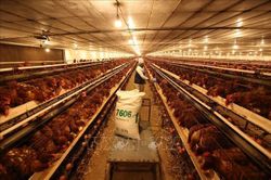 Chăn nuôi Việt Nam chuyển từ cạnh tranh bằng sản lượng sang tiêu chuẩn