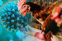 Chủng virus cúm gia cầm H5 lây lan rộng tại Australia