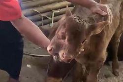 Con bê 3 mắt, 2 miệng được hỏi mua, người đàn ông vẫn từ chối bán