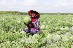 Rộn rã mùa dưa hấu bội thu vùng ven biển Gò Công