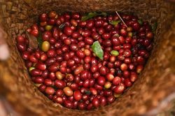 Giá nông sản hôm nay (3/8): Giá heo hơi chưa thoát khỏi xu hướng giảm, cà phê tăng nhẹ