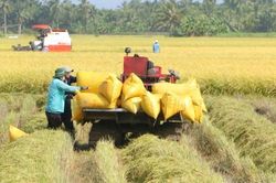 Sản xuất nông, lâm nghiệp duy trì ổn định trong 7 tháng đầu năm 2026