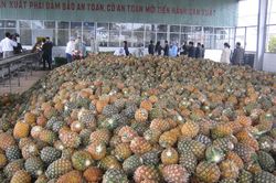 Xuất khẩu nông lâm thủy sản đạt gần 43 tỷ USD, điểm sáng từ rau quả và thủy sản