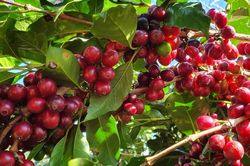 Giá cà phê hôm nay 3/8/2026: Đắk Nông giữ mốc 97.000 đồng/kg, tồn kho ICE giảm mạnh