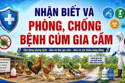 Nhận biết dấu hiệu và biện pháp phòng, chống bệnh Cúm gia cầm