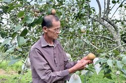 Quốc Khánh: Để cây lê phát triển bền vững