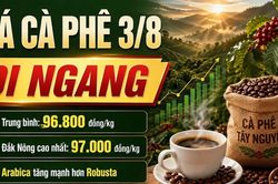 Giá cà phê hôm nay 3/8: Cao nhất 97.000 đồng/kg