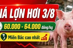 Gi&aacute; lợn hơi h&ocirc;m nay 3/8/2026: Nhiều nơi giữ mức 60.000 đồng/kg