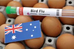 Chủng virus cúm gia cầm H5 lây lan rộng tại Australia