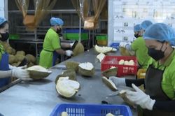 Cấp xã được cấp mã số vùng trồng, cơ sở đóng gói