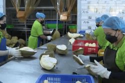 Cấp x&atilde; được cấp m&atilde; số v&ugrave;ng trồng, cơ sở đ&oacute;ng g&oacute;i