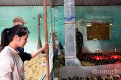 Hỗ trợ xây dựng mô hình nuôi vịt trời an toàn sinh học tại xã Lệ Ninh