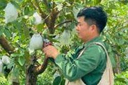 Chuyển đổi cây trồng hiệu quả từ mô hình ổi lê Đài Loan