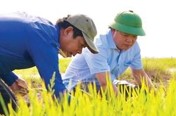 Động lực để nông dân chuyển đổi sang mô hình canh tác xanh