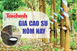 Ngày 3/8: Giá cao su tại Nhật Bản và Trung Quốc tăng giảm đan xen