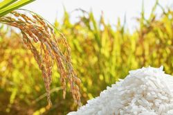 Ngày 3/8: Giá lúa gạo tại Đồng bằng sông Cửu Long bình ổn sáng đầu tuần