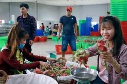 H&agrave;ng loạt thị trường siết quy định SPS, doanh nghiệp xuất khẩu chủ động điều chỉnh v&agrave; th&iacute;ch ứng