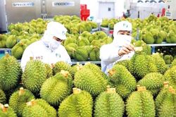Xuất khẩu nông, lâm, thủy sản tăng tốc, đạt gần 42,8 tỷ USD sau 7 tháng