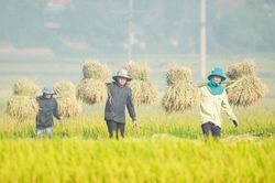Đồng bộ giải pháp bình ổn giá, giảm áp lực chi phí cho sản xuất nông nghiệp