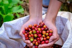Hai sàn quốc tế phục hồi, giá cà phê trong nước tăng 200 đồng/kg