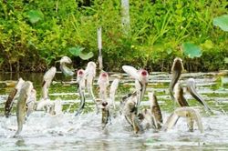 3 loại cá nước ngọt dễ tích tụ kim loại nặng, điều đáng lo lại nằm ở điều này