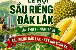 Đắk Lắk công bố chuỗi 17 các hoạt động đặc sắc tại Lễ hội Sầu riêng lần thứ I năm 2026