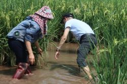 Kiến tạo hệ sinh thái nông nghiệp bền vững: Hành trình thuận tự nhiên và kinh tế tuần hoàn