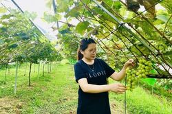 Lan tỏa giá trị nông nghiệp hữu cơ từ một gia đình cán bộ xã